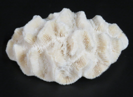 Coral Manecina Arealata Caribbean Sea Decor for Fishtank 4.5&quot; 6oz - $17.77