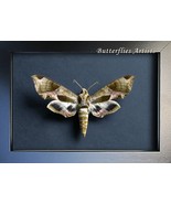 Pandora Sphinx Eumorpha Pandorus XL Real Moth Framed Entomology Shadowbox - €71,62 EUR