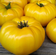 AD Yellow Beefsteak Tomato Seeds 20 Vegetables Indeterminate Home Garden - $13.26