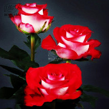 Popular Music Star Fragrant Rose Bush Cut Flower Seeds 50Pcs White Red C... - £10.21 GBP