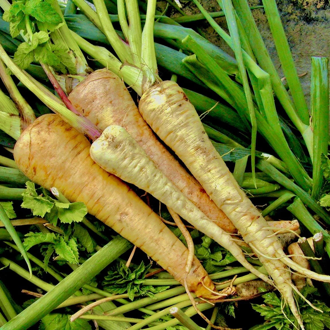 200 + Hollow Crown Parsnip Seeds | Non-GMO | Heirloom | Fresh Garden Seeds - $4.48