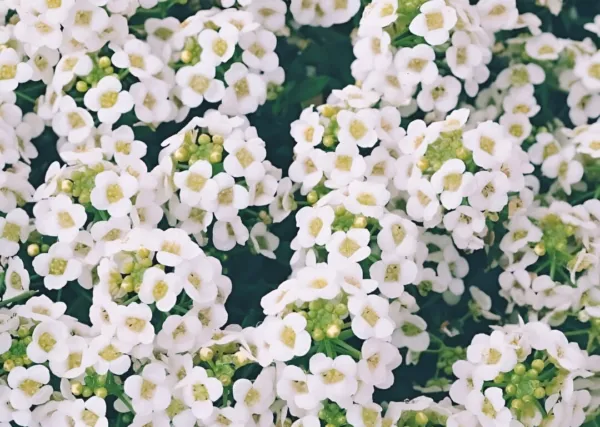 Sweet Alyssum Flower Seeds 4000+ Carpet Of Snow White Aroma Annual Fresh Garden - £7.06 GBP