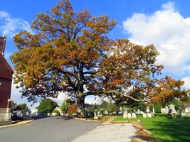 White Oak Tree qt pot (Quercus alba) image 7