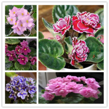 New Fresh 50Pcs African Violet Seeds Mixed 5 Varieties Saintpaulia Ionantha - $13.98