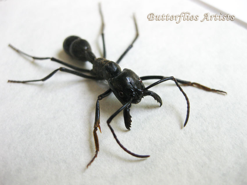 Real Giant Bullet Ant Stinging Paraponera Clavata Framed Entomology Shad... - $49.99