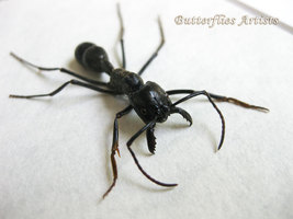 Real Giant Bullet Ant Stinging Paraponera Clavata Framed Entomology Shad... - $48.99