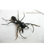 Real Giant Bullet Ant Stinging Paraponera Clavata Framed Entomology Shad... - $71.97 CAD