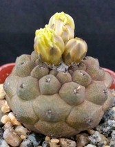 Live Plant Copiapoa hypogaea barquitensis Cactus Cacti Succulent Real  - $55.99