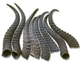 1 Springbok Horn, Dog Chew Springbok Horn Approx Small Size: 7 to 8 inch... - $18.81