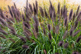 10 Dwarf Black Fountain Gras Pennisetum Alopecuroides Viridescens Hardy ... - £6.63 GBP