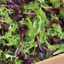 Five Star Greenhouse Lettuce Mix Seeds Lactuca Sativa Of 100 Seeds New F... - $89.63 MXN