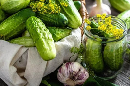 50 Boston Pickling Cucumber Seeds USA Seller - £4.11 GBP