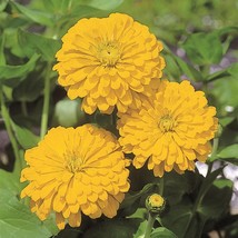 50 Zinnia Seeds Zinnia Sun Gold Cut Flower Seeds Gardening USA Shipping - $14.53