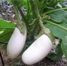 50 pcs White Eggplant Seeds Aubergine Solanum Melongena Vegetables FROM GARDEN - £5.17 GBP