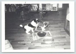 Black &amp; White Puppies Dog Snapshot Photo Picture Knot Tail &amp; Bugar 1975 - £11.50 GBP