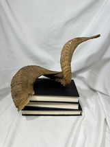 Vintage Authentic Ram Horn Home Decor Wall Taxidermy Large - $69.19