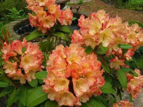 Honey Butter Azalea Rhododendron Starter Plant May Be Dormant Garden - £49.40 GBP