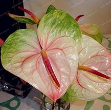 Worldwide Shipping 100Pcs Anthurium Seeds Green Light Pinkish Bicolor Fl... - £10.22 GBP