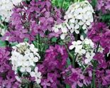 100 Seeds Dame&#39;s Rocket Mixed Colors Fresh Fast Shipping - $9.66