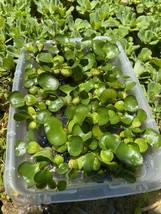 (16) Water Hyacinth Koi Pond Floating Plants Rid Algae Medium- Small 2-4” Filter - $45.60