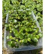 (16) Water Hyacinth Koi Pond Floating Plants Rid Algae Medium- Small 2-4... - $45.60