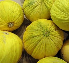 TeL Golden Beauty Casaba Melon Seeds 30+ Yellow Fruit NON-GMO  - £2.38 GBP