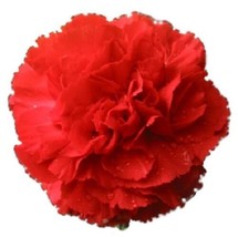50 Scarlet Red Carnation Dianthus Caryophyllus Flower Seeds   - $17.00