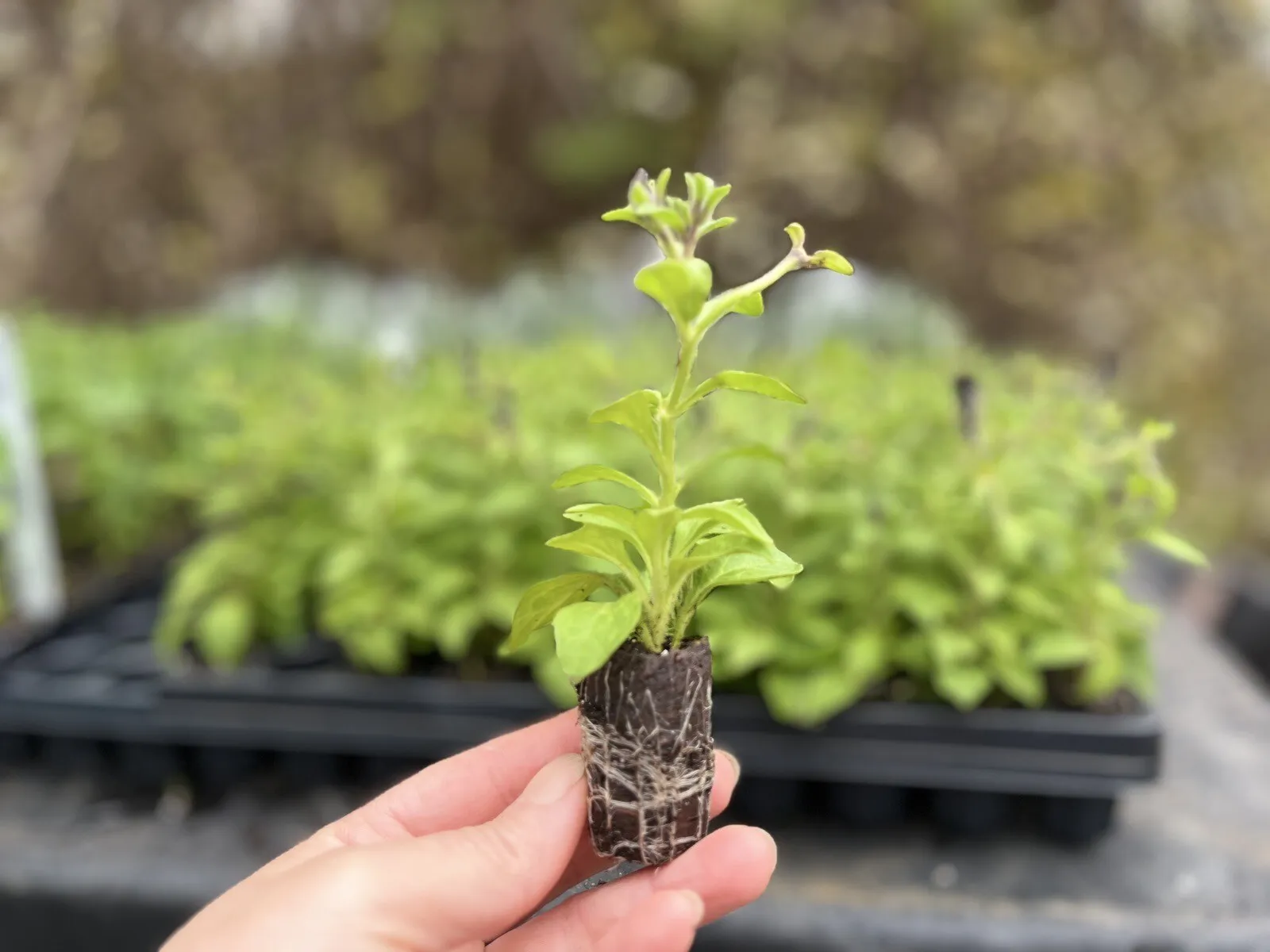 Healthy Starter Petunia Crazytunia Black Mamba, Classic Hanging Basket F... - £18.85 GBP