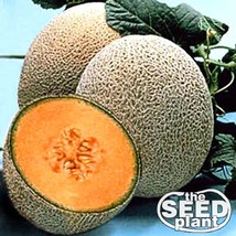 Hale&#39;S Best Jumbo Cantaloupe Seeds 25 Seeds-Same Day Shipping USA Seller Garden  - $5.58