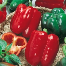 KKG California Wonder Bell Pepper Variety Size Fresh Garden - $7.89