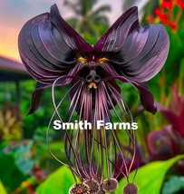 50+ Seeds Black Bat Orchid Flowers From US - £7.92 GBP