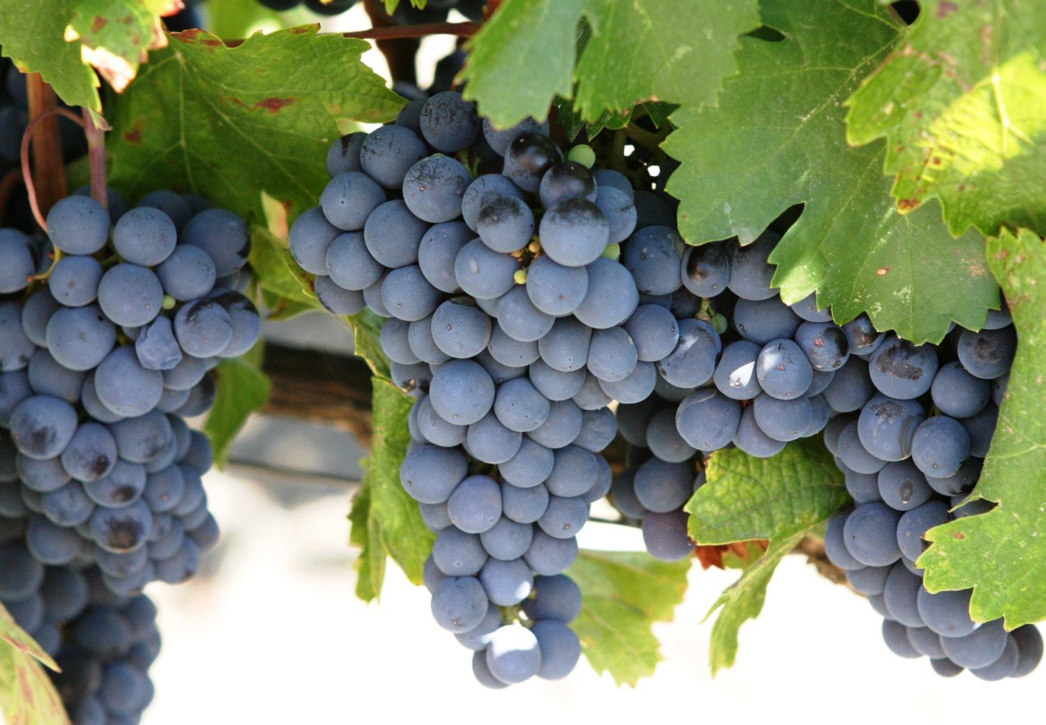 200 Seeds Cabernet Sauvignon Grape Item image 3