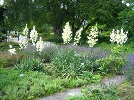 Yucca Filamentosa Adams Needle Yucca Seeds Garden Us Seller - $17.98