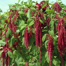 Grow In US Amaranth Love Lies Bleeding Seeds 1000+ Annual Cut Flower - £6.92 GBP