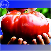 Giant Monster Tomato Seeds New Fresh Seeds USA - $12.88