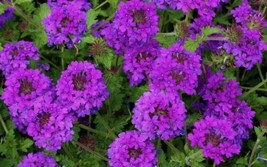 Purple Moss Verbena Flower 50 Seeds US Seller - £6.28 GBP