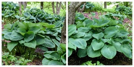 5.25" Pot Hosta Big Daddy Well Rooted Perennial Shade Plant Not A Starter Plug - $54.99