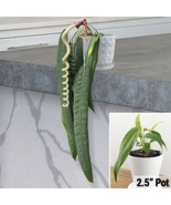 15 Seeds Anthurium Wendlingeri Flowers Tree Fast US Shipping - $182.26 MXN