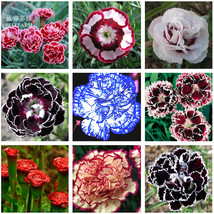 Mixed 9 Types of Dianthus 200 Professional Pack Sweet William EZ - £6.51 GBP