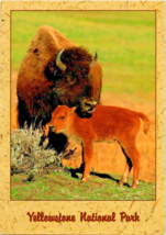 Postcard Bison and Calf NA Species Yellowstone National Park  4 x 6 x  Ins. - £4.61 GBP