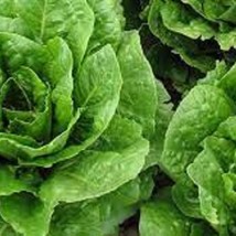Parris Island Romaine Lettuce - Organic Heirloom Seeds. Most Popular Rom... - $8.98