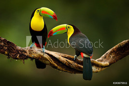 Framed canvas art print giclee Toucan birds sitting on the branch in the forest - £31.54 GBP+