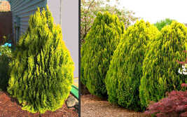 Live Plant Berckmans Golden Arborvitae Shrub/Bush - 4-6" Tall Seedling, - 3" Pot - £60.54 GBP