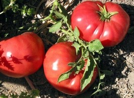 Tomato German Johnson Heirloom Vegetable By Seed Kingdom 200 Seeds Fresh Gardeni - £12.43 GBP