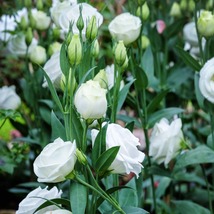 20 Pure White Echo Lisianthus Seeds Annual Flower Great Cut Flower Long Last - £14.31 GBP