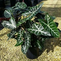 Best Ebony TM Elephant Ear / Alocasia / Live Plant - $25.99
