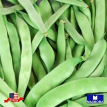 40 Bean Seeds Bush Roma Ii Heirloom Vegetable Non Gmo Home Garden - £9.17 GBP