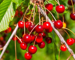 Mazzard Cherry Tree Seeds Alkavo Sweet Red Cherries Fragrant Fast Shipping - £4.67 GBP