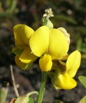 Grow In US 100_Seeds Senna hebecarpaWild Cassia|Wild Senna|American senna - £15.90 GBP