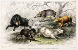 12902.Decor Poster.Home Wall art.1774 Goldsmith animal illustration.Boars - £12.51 GBP+